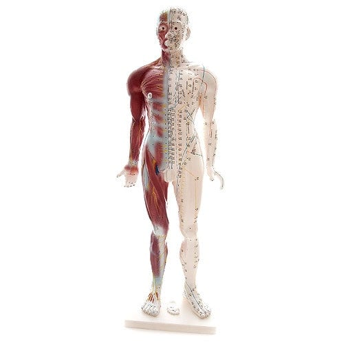 Human Acupuncture Model