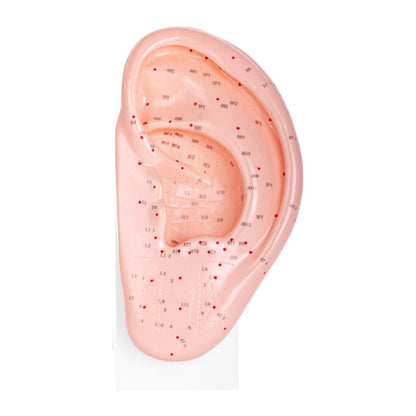 Ear Acupuncture Model