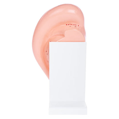 Ear Acupuncture Model