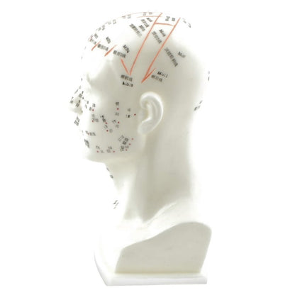 Head Acupuncture Model
