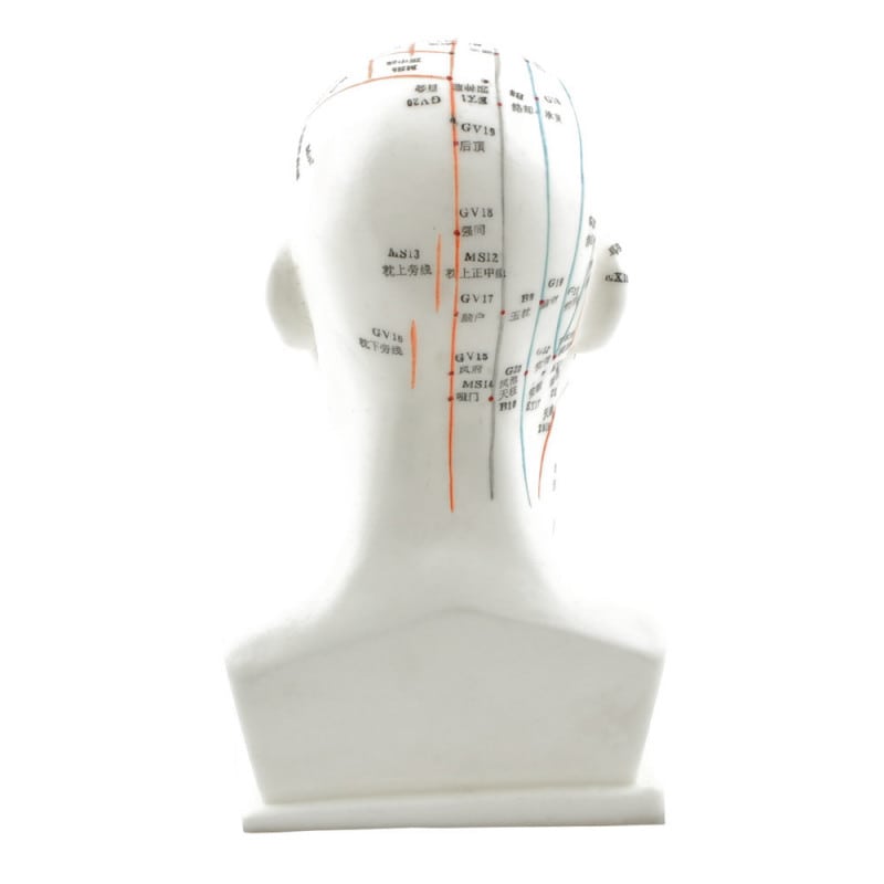 Head Acupuncture Model