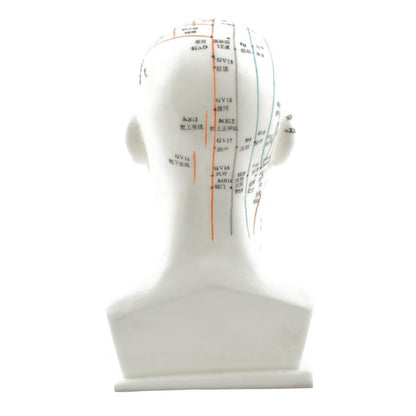 Head Acupuncture Model