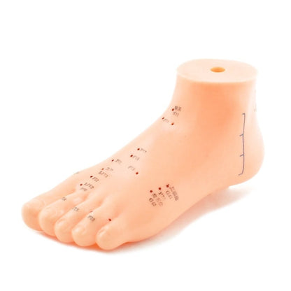 Foot Acupuncture Model