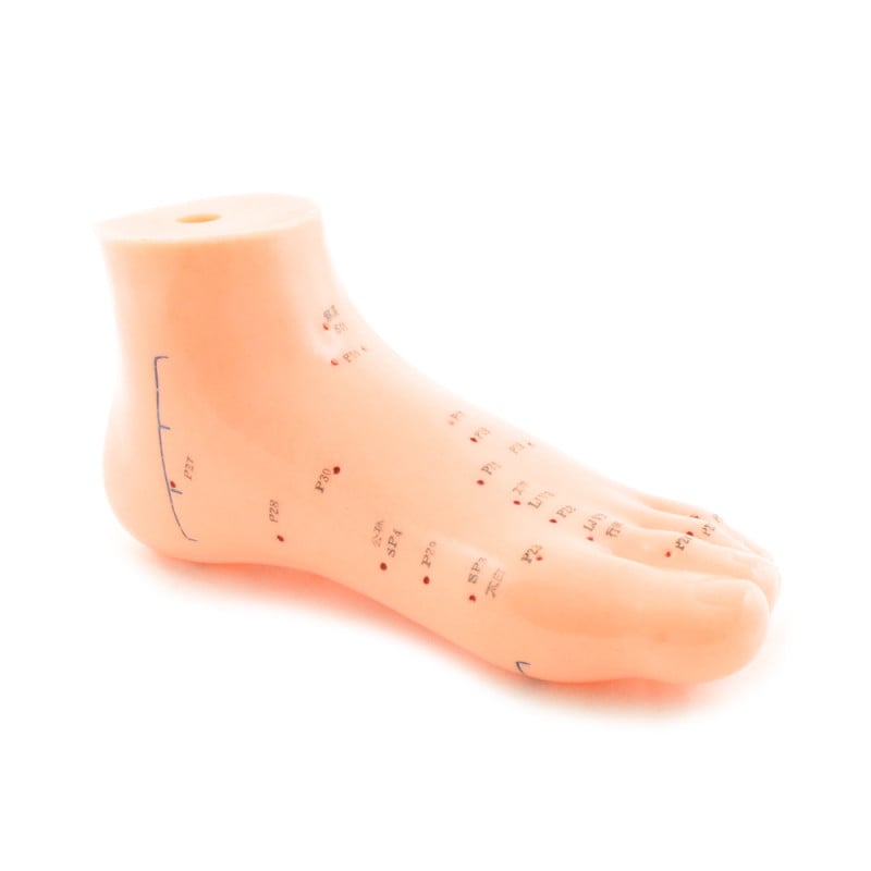 Foot Acupuncture Model