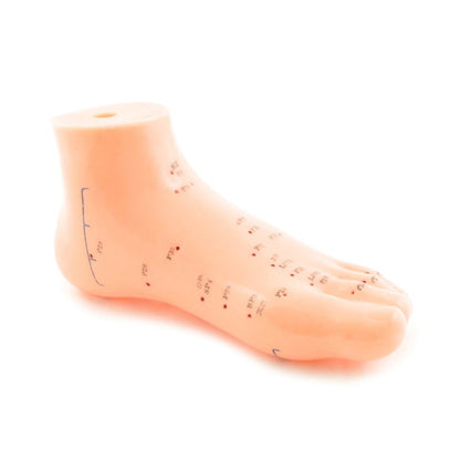 Foot Acupuncture Model
