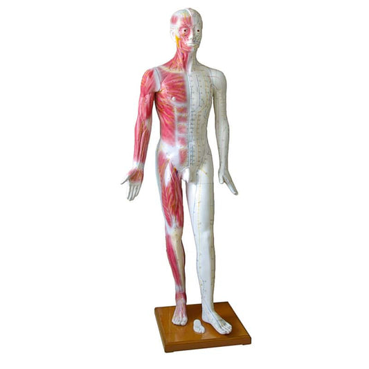 Life-size Acupuncture Model