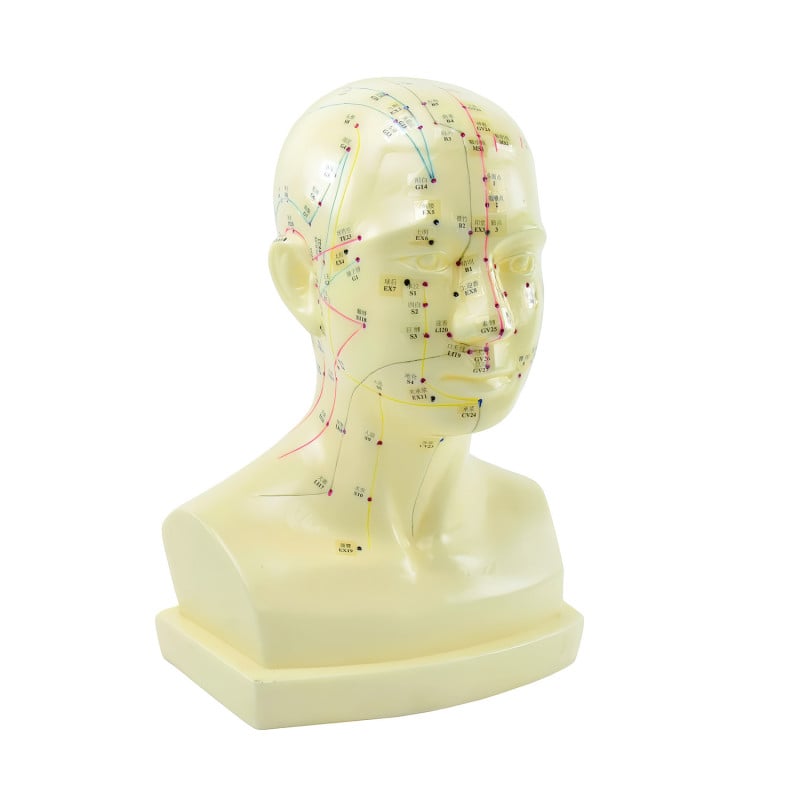 «Acupuncture Head» Model