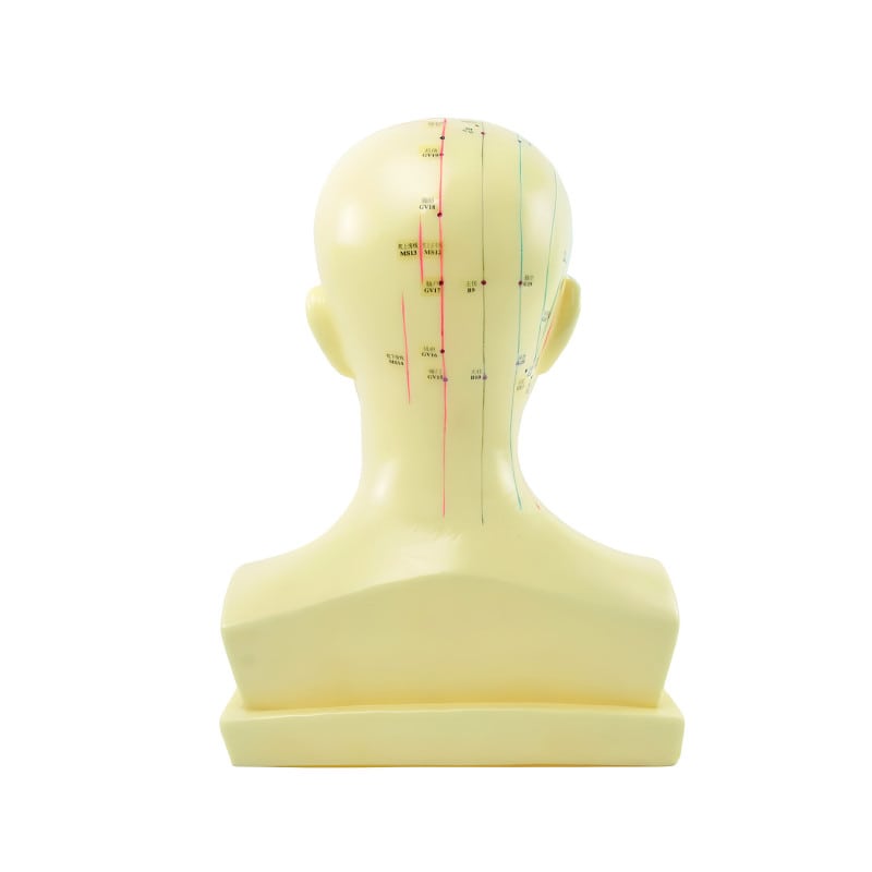 «Acupuncture Head» Model