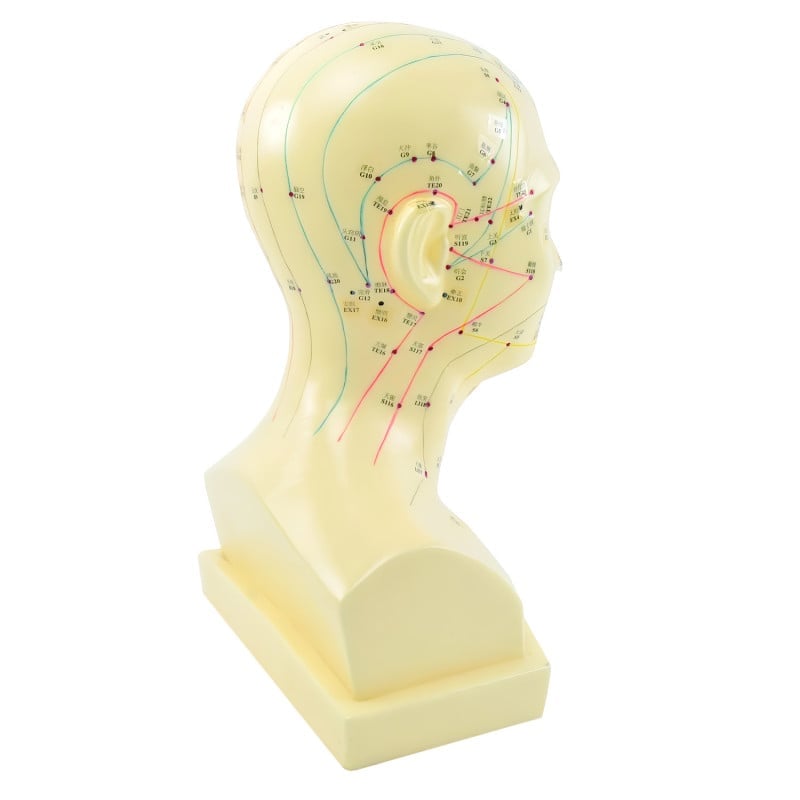 «Acupuncture Head» Model