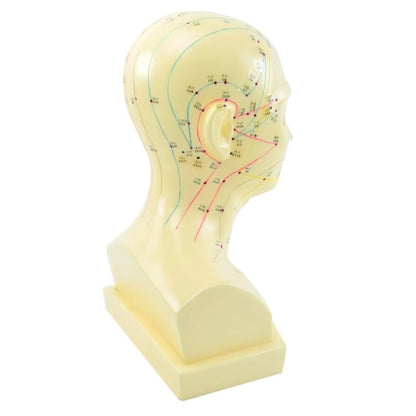 «Acupuncture Head» Model