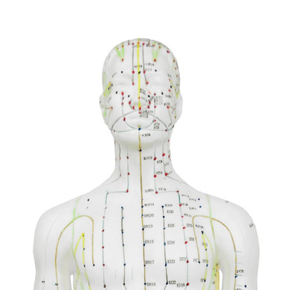 Male Acupuncture Model