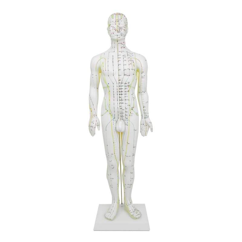 Male Acupuncture Model
