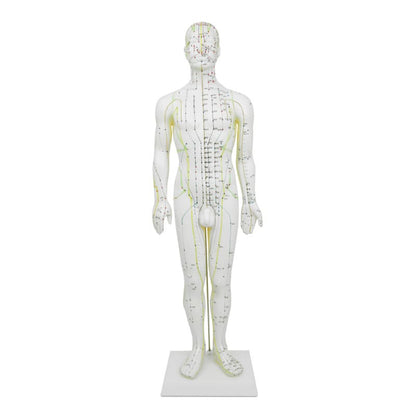Male Acupuncture Model