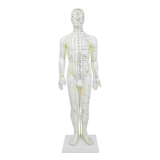 Male Acupuncture Model